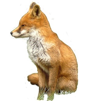 Creation of Fox & Hounds: Step 1